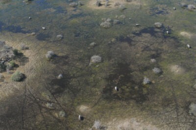 aerial view of the Okavango Delta in Botswana, elephants, small islands, plant-covered marshes