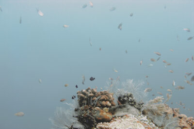small fish, sea fans, and coral, Bali underwater