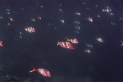 underwater, somewhere in the Caribbean, a school of pink fish