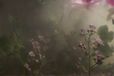 purple and pink flowers, a foggy haze