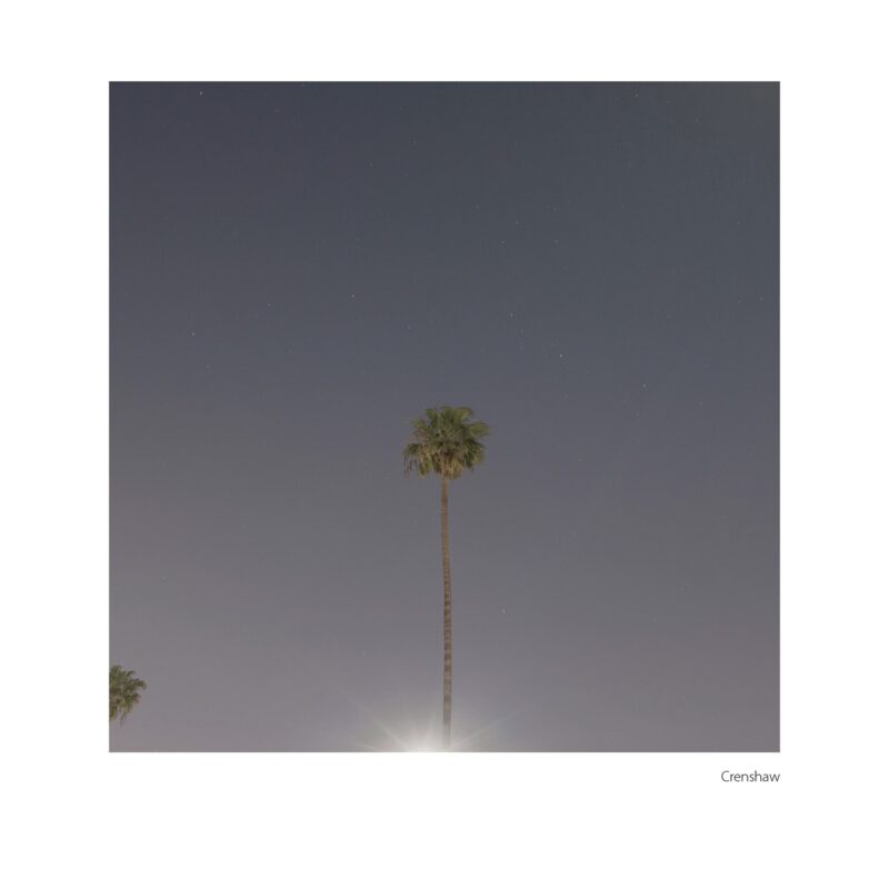 the top of a tall palm tree at night, stars in the sky